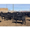 Image 1 : Jarokosky Farms - 800# March/April Delivery Heifers - 40 Head (Lethbridge, AB)