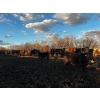 Image 25 : Chris Bartel - 1075# June Delivery Steers - 58 Head (Fort Vermilion, AB)