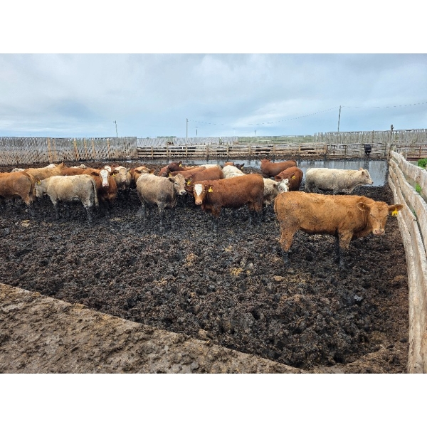 Cattlewood Farms Ltd. - 785# June Delivery Steers - 28 Head (Fincastle, AB)