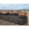 Image 1 : Cattlewood Farms Ltd. - 785# June Delivery Steers - 28 Head (Fincastle, AB)