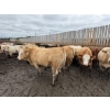 Image 9 : Chipping Hill Cattle Co. - 950# September Delivery Steers - 64 Head (MacGregor, MB)