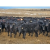 Image 2 : Monette Farms - 800# February Weaned Steers - 315 Head (Airdrie, AB)