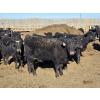 Image 12 : Downie Lake Colony - 860# March Delivery Heifers - 210 Head (Maple Creek, SK)