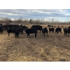 Image 11 : Bar 4 Ranch - 460# November Delivery Steer Calves - 95 Head (Goodlow, BC)