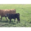 Image 6 : Flaman Land & Cattle - 580# October Delivery Steer Calves - 95 Head (Southey, SK)