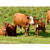 Image 7 : Black Diamond Land & Cattle (Rocky Mountain Ranch) 580# November Delivery Steer Calves - 105 Head 