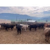 Image 3 : Westwold View Farms - 885# September Delivery Spayed Heifers - 70 Head (Westwold, BC)