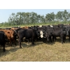 Image 6 : Richards Family Farms & Livestock Ltd. - 725# October Delivery Grass Heifers - 85 Head (Bangor, SK) 