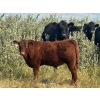 Image 2 : Edge-Hughes Cattle Co. - 550# October Delivery Steer Calves - 90 Head (Cochrane, AB)