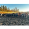 Image 4 : Chris Bartel - 1075# June Delivery Steers - 58 Head (Fort Vermilion, AB)