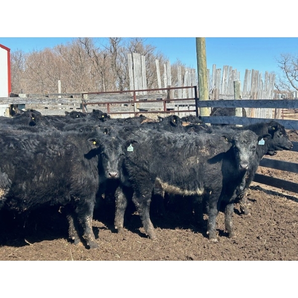 TV Bar Farms Ltd. - 725# April Delivery Steers - 70 Head (Goodlands, MB)