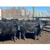 Image 1 : TV Bar Farms Ltd. - 725# April Delivery Steers - 70 Head (Goodlands, MB)