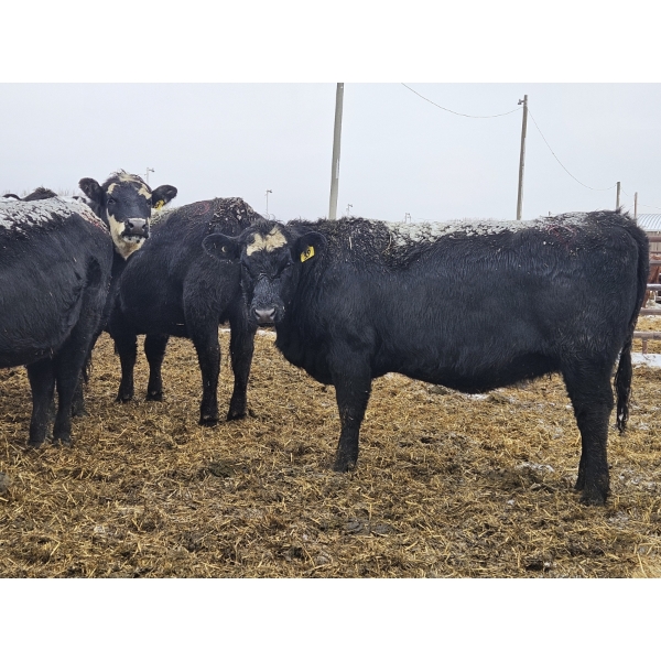 Cole & Brittanie Neely - 12 Black Heifers (Pen 438 - 440)