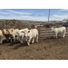 Image 5 : Midpoint Farms - 1000# May Delivery Steers - 62 Head (Drayton Valley, AB)