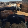 Image 5 : Idaho Dairies/Ranches - 78 Cows (Burley, ID)