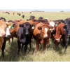 Image 2 : 20/20 Ranching Ltd. - 900# September Delivery Grass Heifers - 210 Head (Midale, SK)