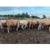 Image 11 : Chipping Hill Cattle Co. - 975# September Delivery Steers - 63 Head (MacGregor, MB)