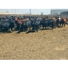 Image 9 : M.S. MacLean Livestock - 1020# May Delivery Steers - 59 Head (Coaldale, AB)