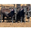 Image 4 : Rob Mossey - 940# April Delivery Steers - 65 Head (Vauxhall, AB)