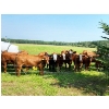 Image 2 : Tom & Terri Jamieson - 700# September Delivery Steer Calves - 90 Head (Newbrook, AB)