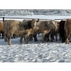 Image 7 : Turtleview Livestock - 750# January Delivery Steers - 77 Head (Goodlands, MB) VBP+