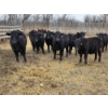 Image 9 : Jim & Ryan Geldreich - 900# March/April Delivery Steers - 68 Head (Bow Island, AB)