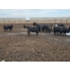 Image 3 : Ripple Rock Ranch - 730# August Delivery Heifers - 125 Head (Fincastle, AB)