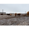 Image 5 : Four Harts Cattle Co. - 975# March Delivery Steers - 90 Head (Vermilion, AB)