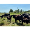 Image 7 : MG Cattle Co. Ltd. - 520# November Delivery Heifer Calves - 60 Head (Sangudo, AB)