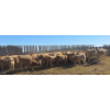Image 3 : Last Chance Ranch - 630# October Delivery Steer Calves - 100 Head (Piapot, SK)