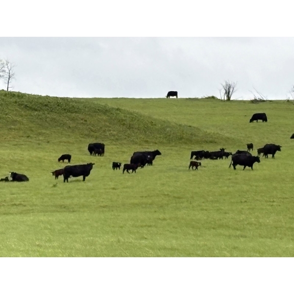 White Moose Ranches - 540# October Delivery Steer Calves - 190 Head (Diamond Valley, AB)