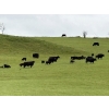 Image 1 : White Moose Ranches - 450# October Delivery Heifer Calves - 190 Head (Diamond Valley, AB)