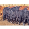 Image 8 : Range 45 Ranch Ltd. - 925# March Delivery Weaned Steers - 200 Head (Dewberry, AB)