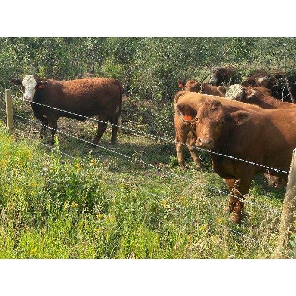 Ian & Heather Marr - 1070# August Grass Steers - 116 Head (Marwayne, AB)