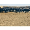 Image 9 : M.S. MacLean Livestock - 1020# May Delivery Steers - 65 Head (Coaldale, AB)