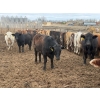 Image 10 : Chipping Hill Cattle Co. - 1050# May Delivery Steers - 174 Head (MacGregor, MB)