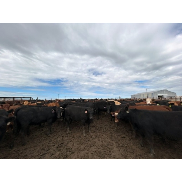 Birch Island Land & Cattle - 950# June/July Delivery Heifers - 63 Head (Rhein, SK)