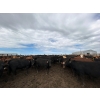 Image 1 : Birch Island Land & Cattle - 950# June/July Delivery Heifers - 63 Head (Rhein, SK)