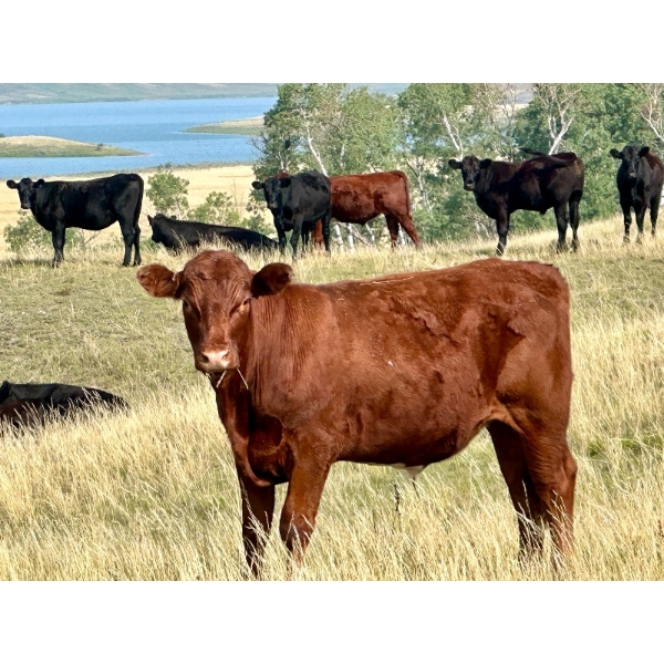 Kings Corner Farms - 860# August Delivery Grass Steers - 142 Head (Corning, SK)