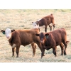Image 10 : Twisted T Cattle Co. - 485# November Delivery Steer Calves - 110 Head (Carievale, SK)