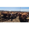 Image 6 : Amber Mountain Farms - 710# May Delivery Heifers - 80 Head (Vauxhall, AB)