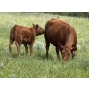 Image 5 : Phoenix Farms - 650# October Delivery Steer Calves - 90 Head (Bridesville, BC)