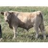 Image 4 : MacMillan Farming Co. - 680# Steer Calves - 93 Head (Cayley, AB) VBP+