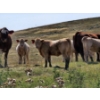 Image 8 : Logan Ranching - 625# November Delivery Heifer Calves - 85 Head (Oyen, AB)