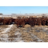 Image 2 : 9 - 9 Ranch Ltd. - 740# February Delivery Steers - 40 Head (Coronation, AB)