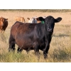 Image 8 : Riverbend Ranch - 1040# October Delivery Grass Steers - 280 Head (Scotfield, AB)