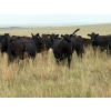 Image 6 : RJ Bart Stock Corp. - 900# August Delivery Grass Heifers - 120 Head (High River, AB)