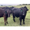 Image 2 : Maverick Ranching - 935# October Grass Steers - 87 Head (Nestow, AB)