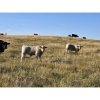 Image 15 : Farming Valley Ranch (Ben Tateson) - 590# November Delivery Steer Calves - 100 Head (Cereal, AB)