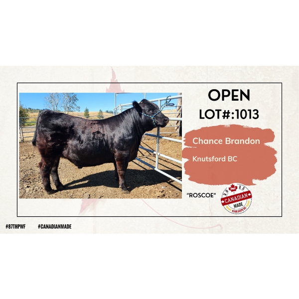Open Beef - Chance Brandon - Roscoe - Knutsford, BC